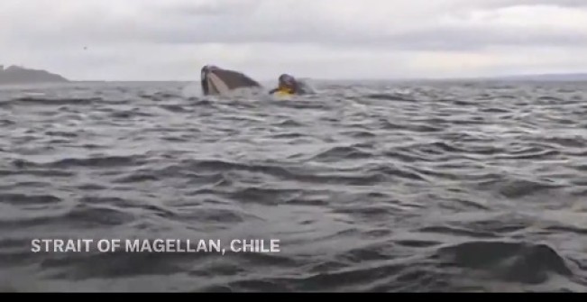 Video viral paus makan pemain kayak. (Twitter)